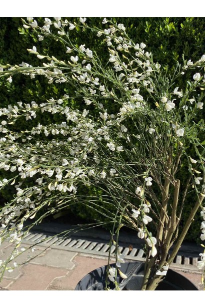 Саджанець рокитника Альбус із білими квітами.